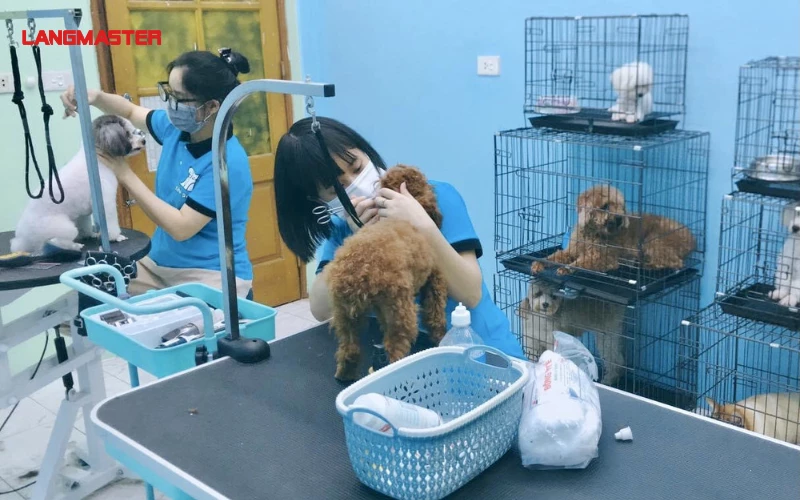 Dịch vụ chăm sóc thú cưng